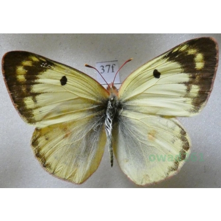 Colias hyale (Linnaeus, 1758) Szlaczkoń siarecznik Slovakia37f